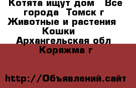 Котята ищут дом - Все города, Томск г. Животные и растения » Кошки   . Архангельская обл.,Коряжма г.